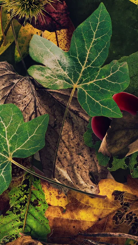 Autumn Leaves Fall 17 Stock Footage 294055865