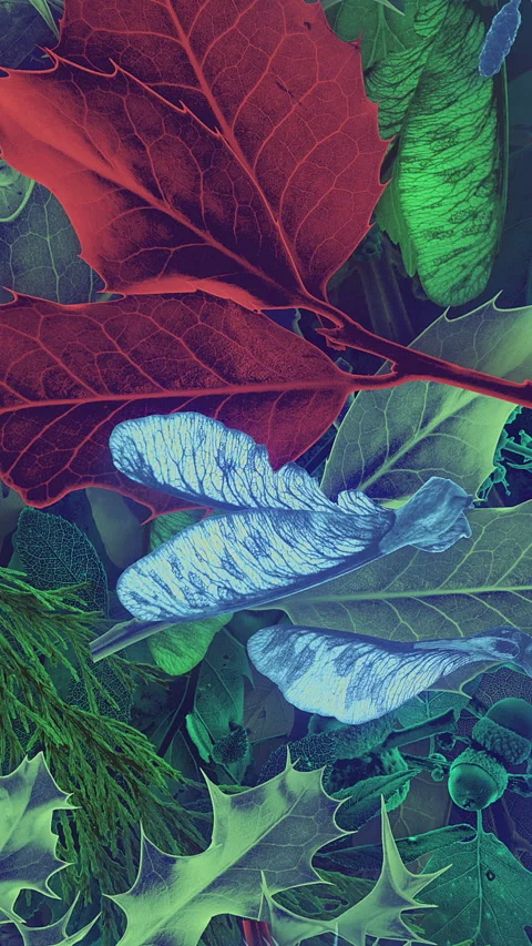 Autumn Leaves Fall 20 Stock Footage 294055915