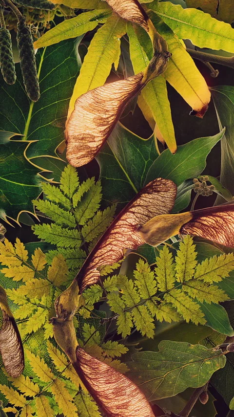 Autumn Leaves Fall 22 Stock Footage 294056031