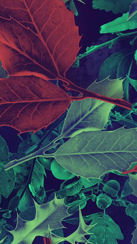 Autumn Leaves Fall 26 Video stock 294056189