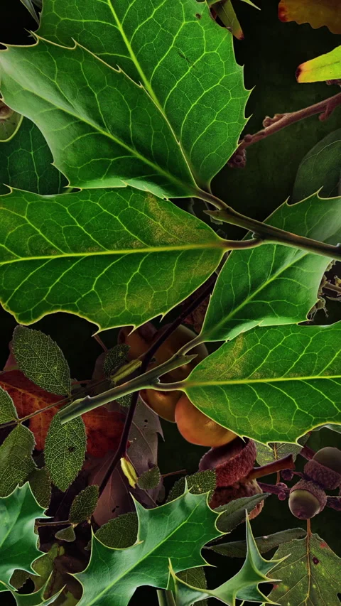 Autumn Leaves Fall 30 Video stock 294056286