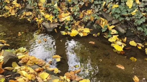 Autumn leaves fall by a calm stream surrounded by green vines and rocks in .. 動画素材 329320099