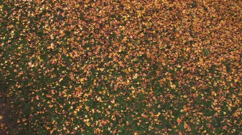 Autumn leaves fall colorful Stock Footage 24924243