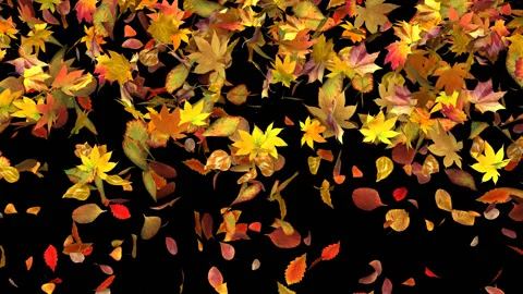Autumn Leaves Fall Video stock 106429712