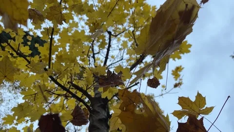 Autumn leaves fall Video stock 224882376