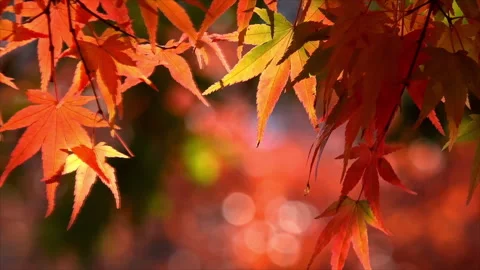 Autumn Leaves at Fall Stock Footage 259303405