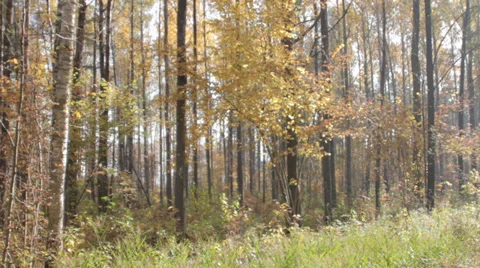 Autumn Leaves Fall in Forest Video stock 31900046