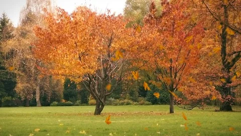 Autumn leaves fall on the grass, background Видео 81232129