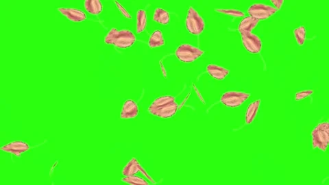 Autumn Leaves Fall Green screen stock video HD Stock Footage 344675135