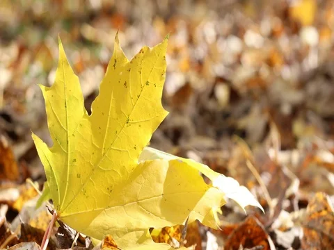 Autumn. The leaves fall to the ground and the wind lifts the leaves. 4K Stock Footage 80284738