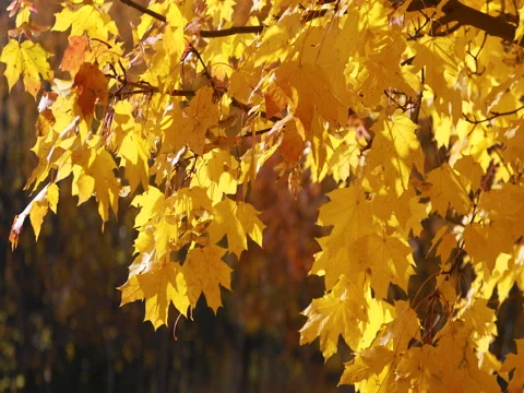 Autumn. The leaves fall to the ground and the wind lifts the leaves. 4K Vídeo Stock 80901111
