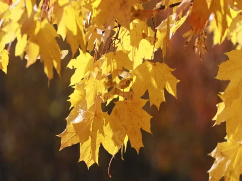 Autumn. The leaves fall to the ground and the wind lifts the leaves. 4K Stockbeeldmateriaal 80901127