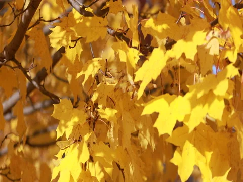 Autumn. The leaves fall to the ground and the wind lifts the leaves. 4K Vídeos de archivo 80901234