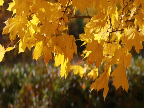 Autumn. The leaves fall to the ground and the wind lifts the leaves. 4K Vidéo 80901269