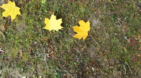 Autumn Leaves Fall On Ground 動画素材 8972739