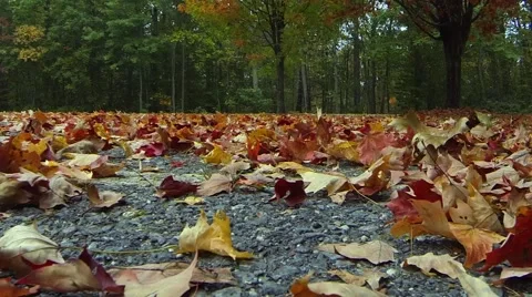 Autumn Leaves Fall to the Ground Stock Footage 58807740