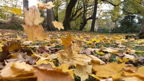 Autumn leaves fall to the ground Stock Footage 223865143