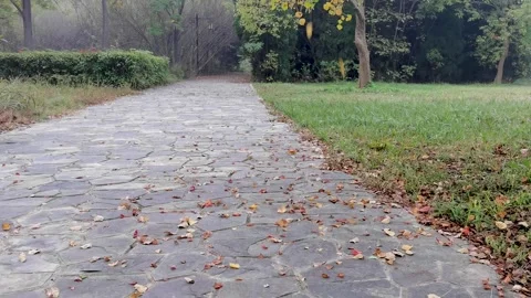 Autumn leaves fall on the ground Stock Footage 300682217