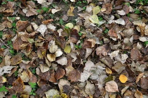 Autumn leaves fall to the ground Stock Photos