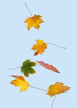 Autumn leaves fall isolated on blue background Stock Photos