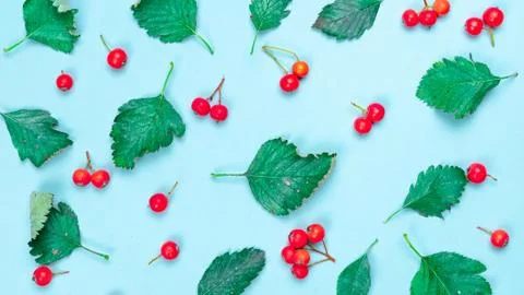 Autumn leaves fall. Nature pattern: dry leaves, green leafs, red fruits Rowan Stock Photos