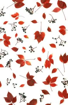 Autumn leaves fall pattern background. Pattern made of autumn tree l Stock Photos