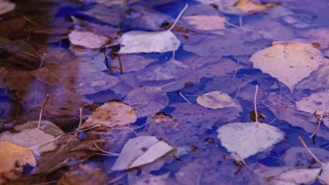 Autumn leaves fall in a puddle Stock Footage 140960970
