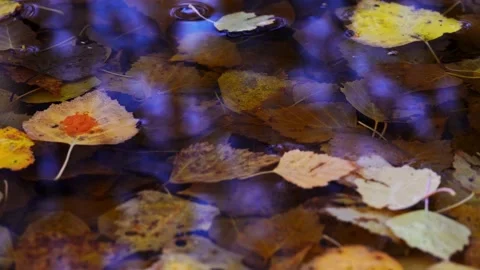 Autumn leaves fall in a puddle Stock Footage 140961131