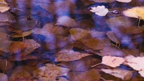 Autumn leaves fall in a puddle Stock Footage 140961135