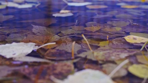 Autumn leaves fall in a puddle Stock Footage 140961175