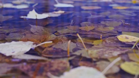 Autumn leaves fall in a puddle Stock Footage 140961258