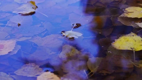 Autumn leaves fall in a puddle Stock Footage 140961288