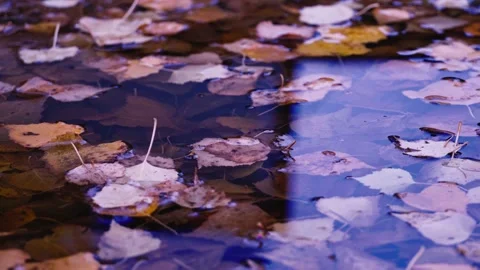 Autumn leaves fall in a puddle Stock Footage 140961374