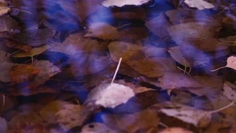 Autumn leaves fall in a puddle Stock Footage 140961412
