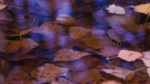 Autumn leaves fall in a puddle Stock Footage 140961415