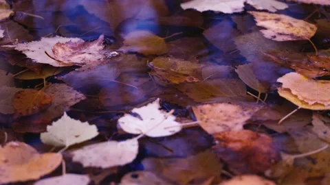 Autumn leaves fall in a puddle Stock Footage 140961429