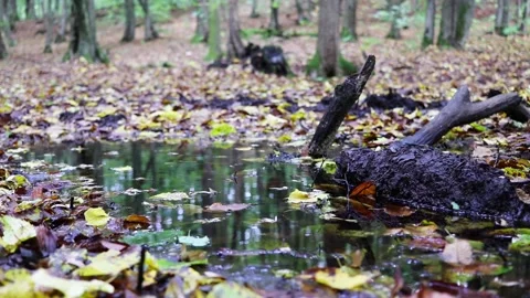 Autumn leaves fall into a puddle in forest. Stock Footage 150554946