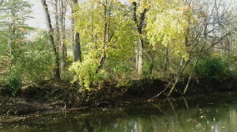 Autumn Leaves Fall in a Stream Stock Footage 43808188