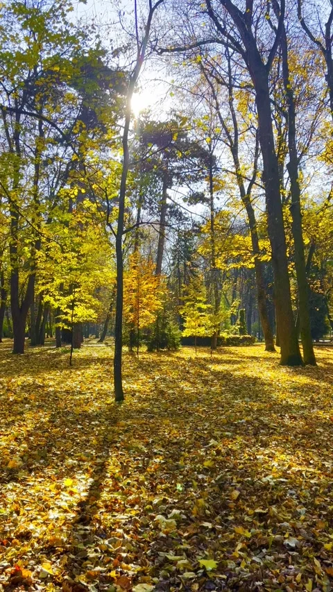 Autumn leaves fall in a sunny forest during the day in the afternoon Stock Footage 329210080