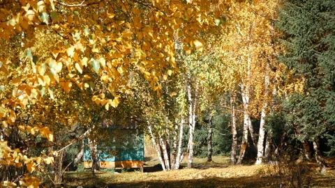 Autumn Leaves Fall from the Tree 스톡 동영상 103797821