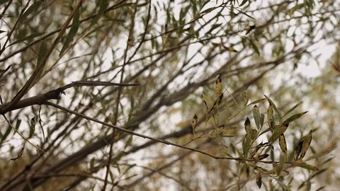 Autumn leaves fall on a tree 스톡 동영상 117360429
