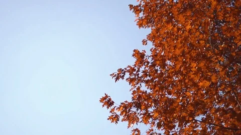 Autumn leaves fall from the tree Stock Footage 121272130