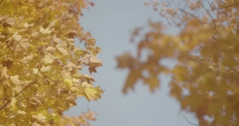 Autumn Leaves Fall From Tree Stock Footage 142273376