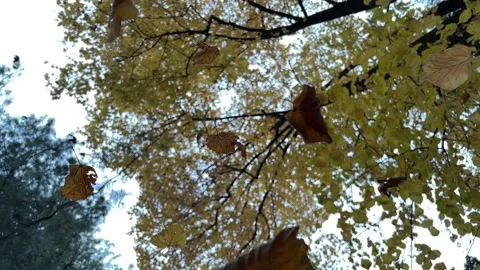 Autumn leaves fall from the tree Stock Footage 223865278