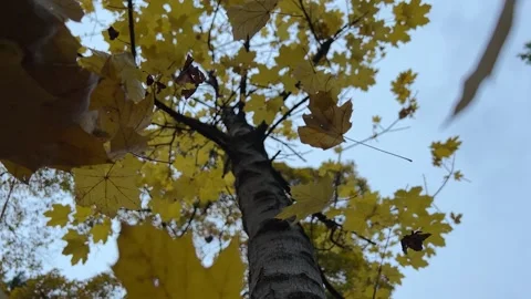 Autumn leaves fall from a tree Stock Footage 224695304
