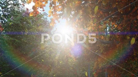 Autumn leaves fall from trees in autumn Park. Autumn colorful Park on a Sunny Stock Illustration