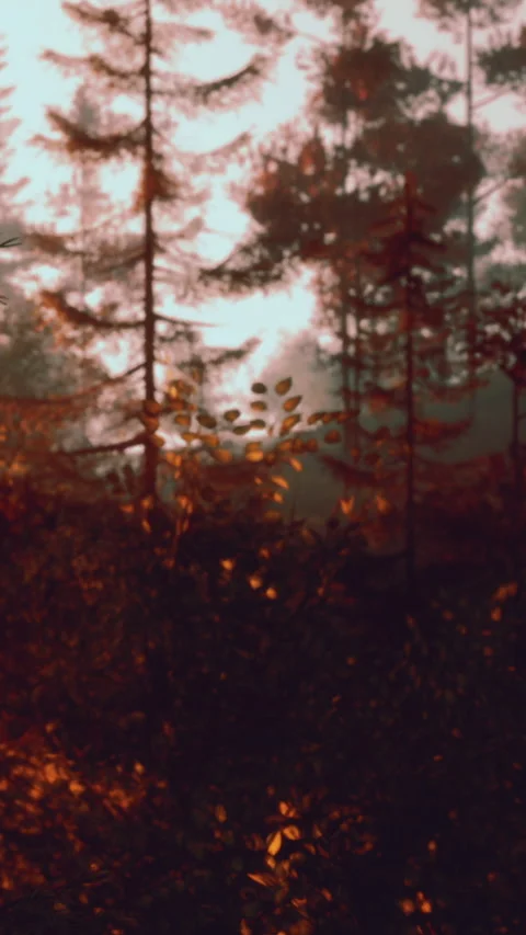 Autumn leaves fall on trees during sunset in a quiet forest setting Stock Footage 340263643