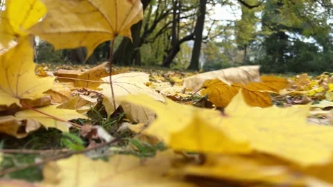 Autumn leaves fall from trees Video stock 225769648