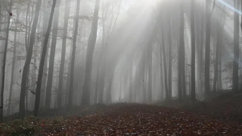 Autumn leaves fall from the trees, in a forest with fog and sunbeams Stock Footage 292010422