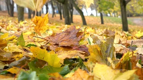 Autumn leaves fall from the trees. Slow motion. Vidéo 81937757